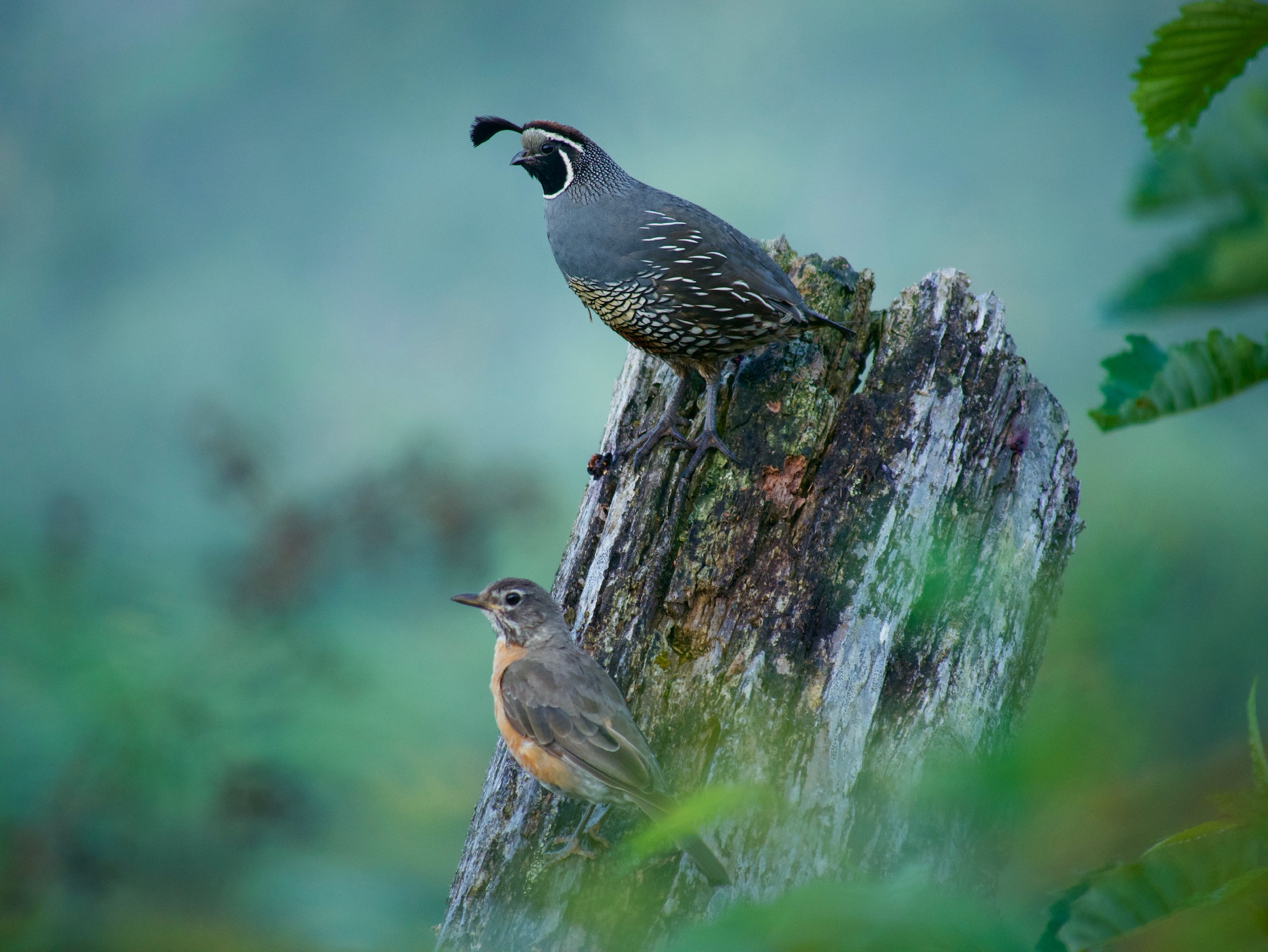 Bird Watching Hikes in Washington Where to See Birds, Birbs and Borbs